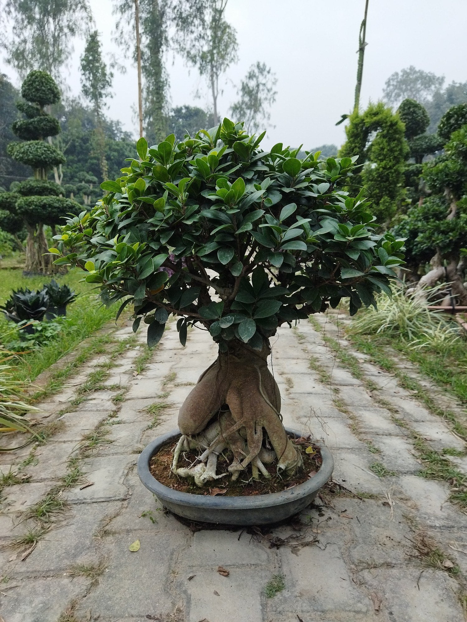 Ginseng Ficus Bonsai Plant