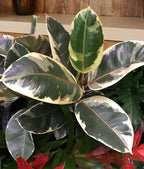 Rubber Plant Tineke.