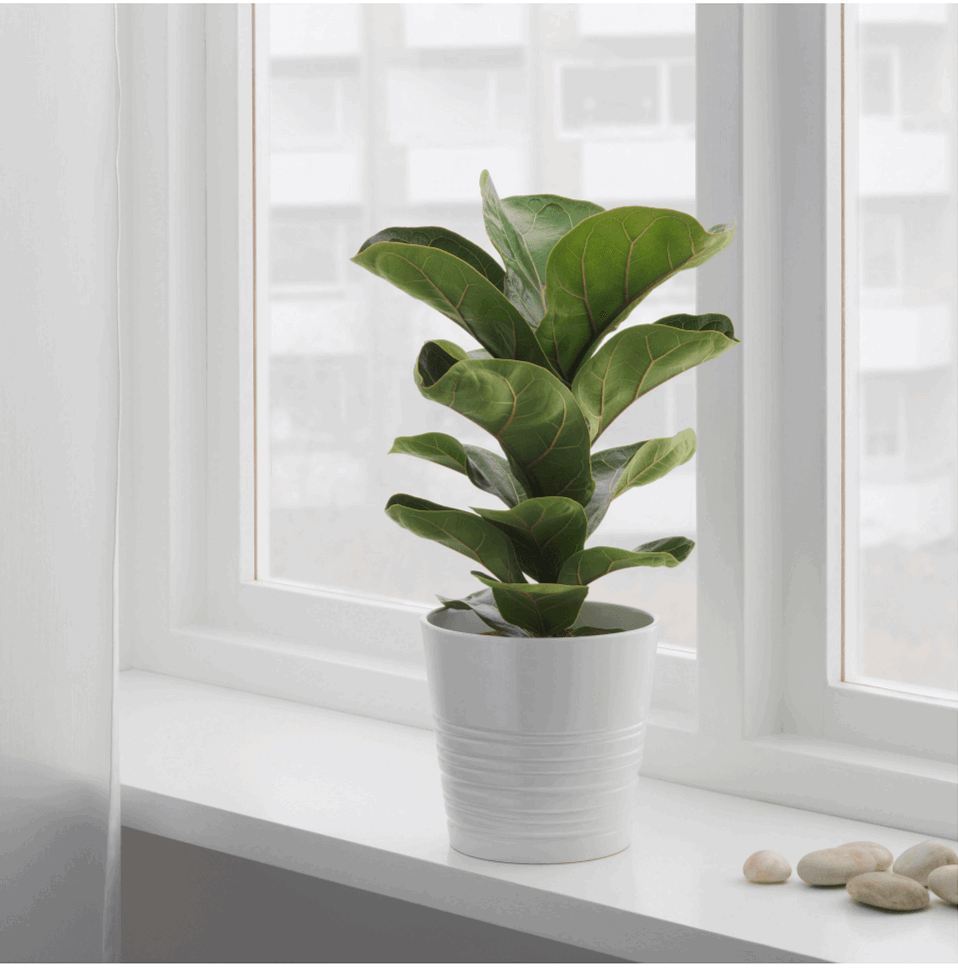 Fiddle Leaf Fig Plant.