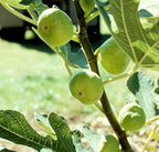 Grafted Fig White Fruit Plant.
