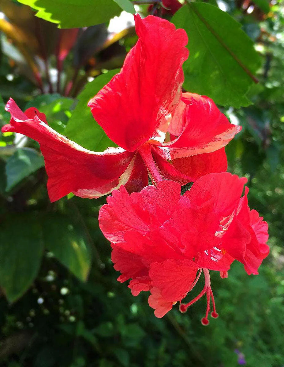 Premium Hibiscus Garden Set