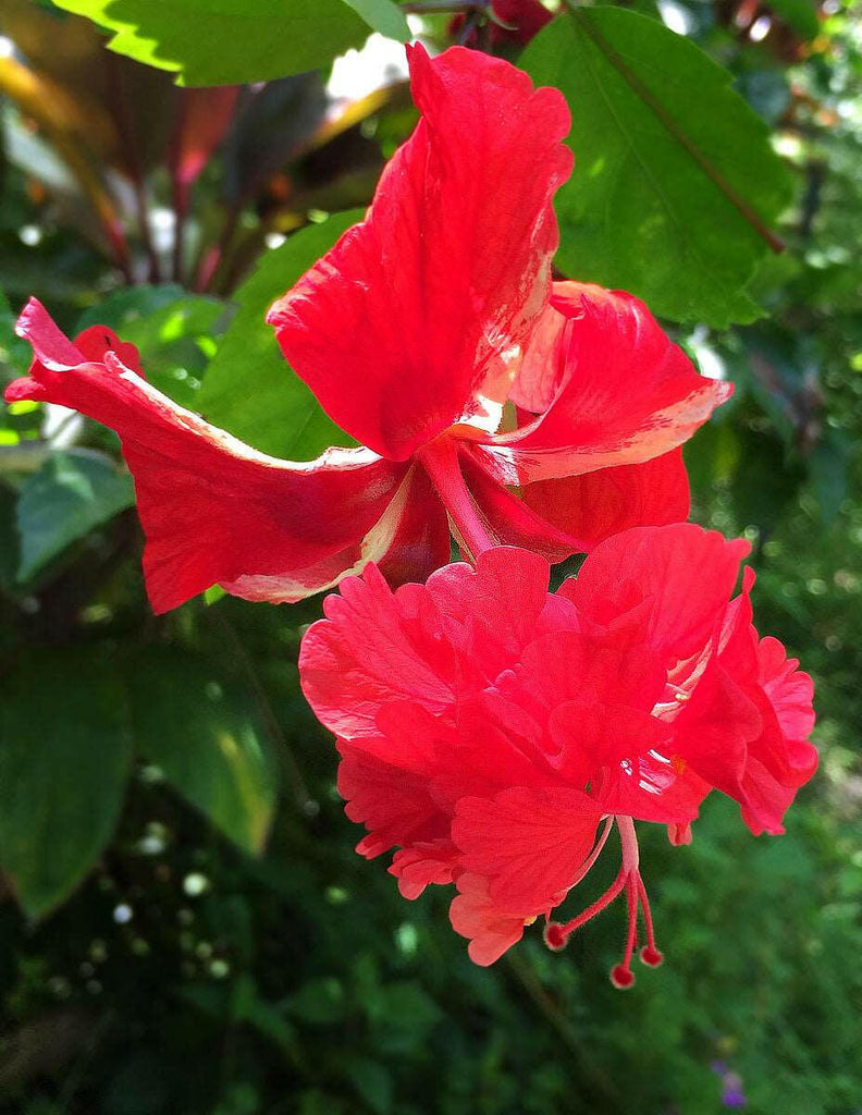Red Cluster Hibiscus Plant - Gudhal Plant.