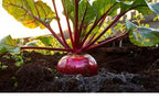 Beetroot Vegetable Seed Balls.