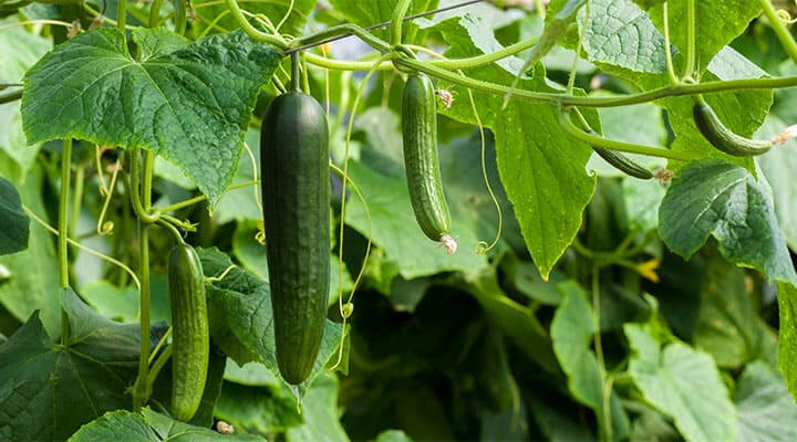 Cucumber Vegetable Seed Balls.