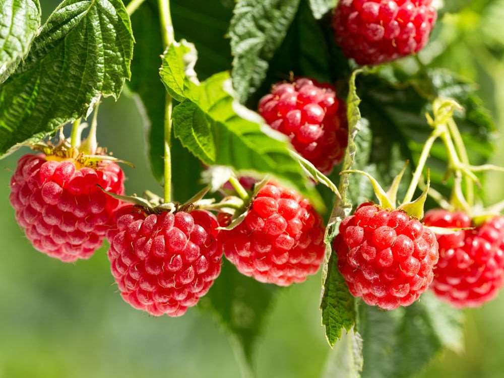 Grafted RaspBerry Fruit Plant.