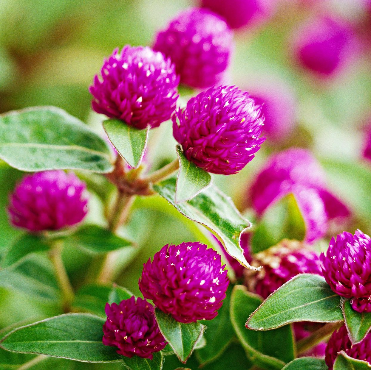 Celosia - Cocks Comb Plant.