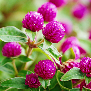 Open image in slideshow, Celosia - Cocks Comb Plant.
