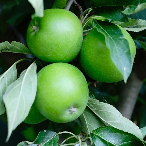 Grafted Green Apple Plant.