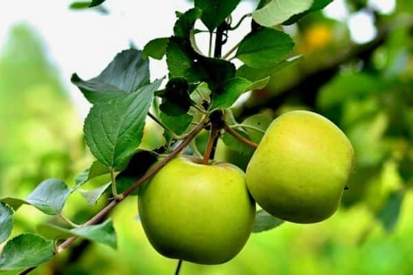 Grafted Green Apple Plant.