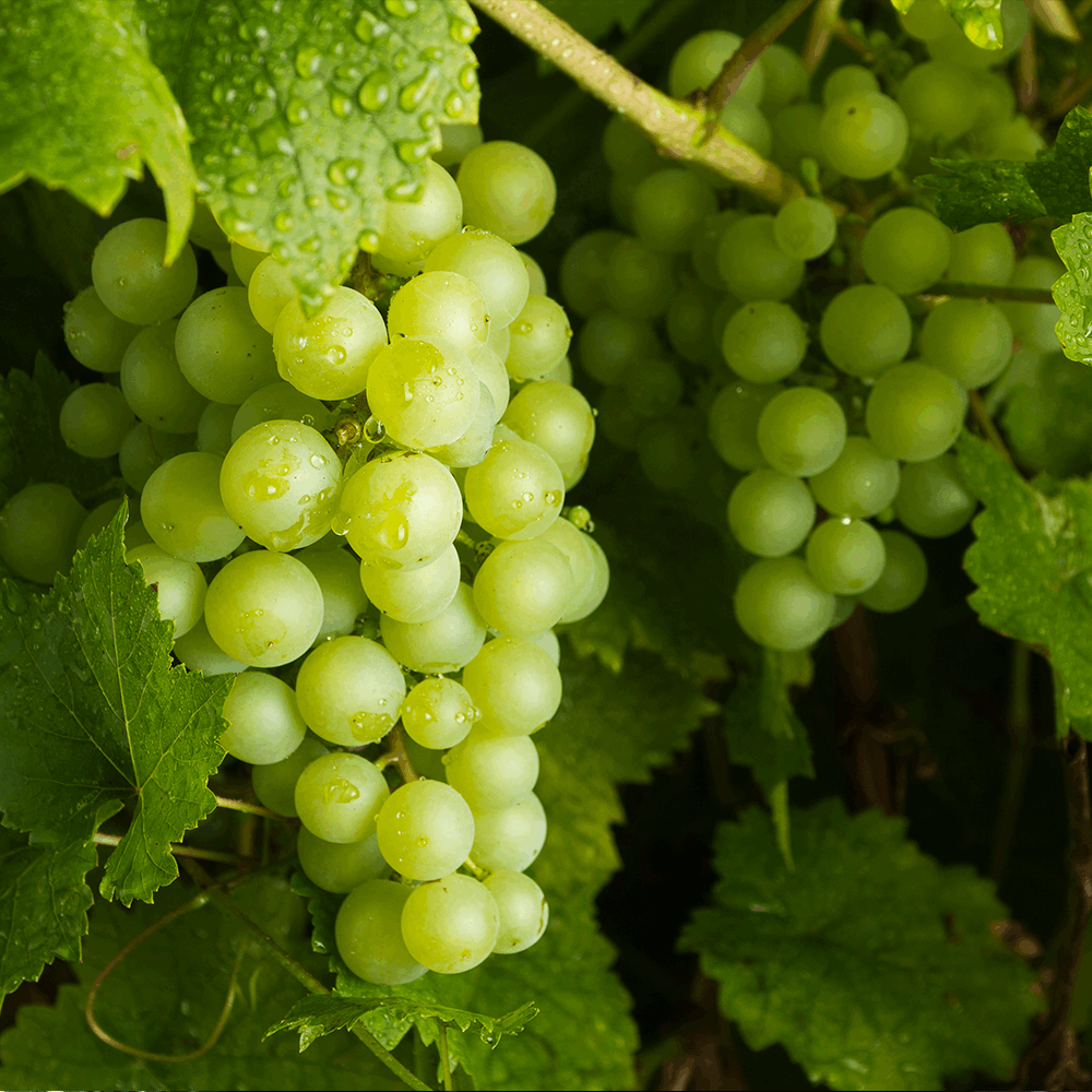 Grafted Green Grapes Fruit Plant.