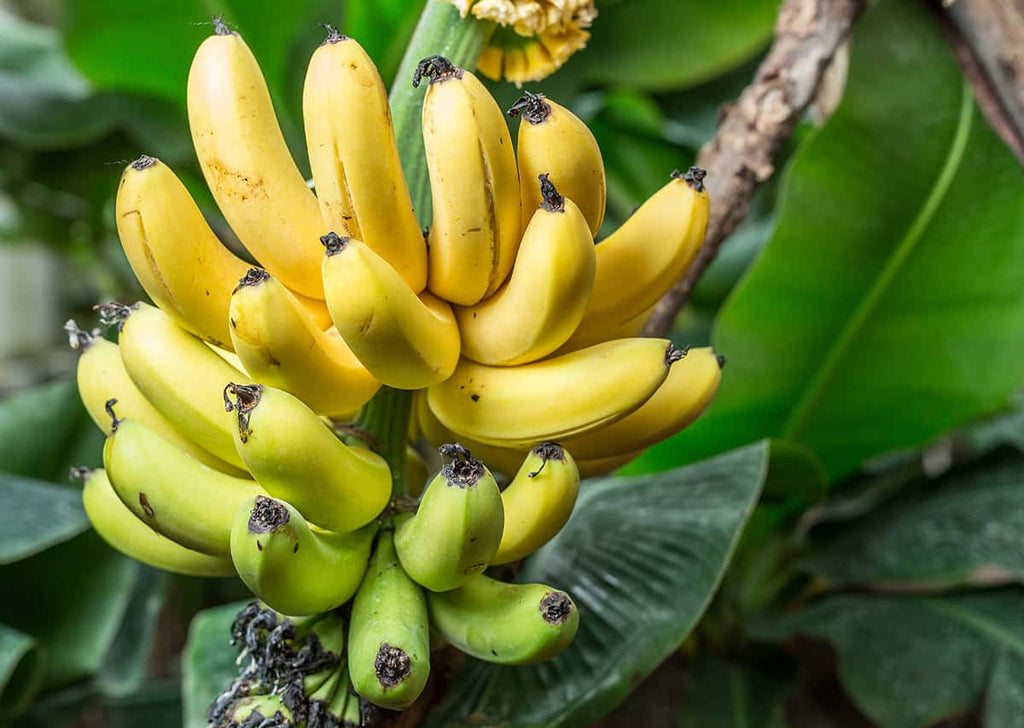 Grafted Banana Poovan Plant.