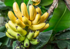 Grafted Banana Poovan Plant.