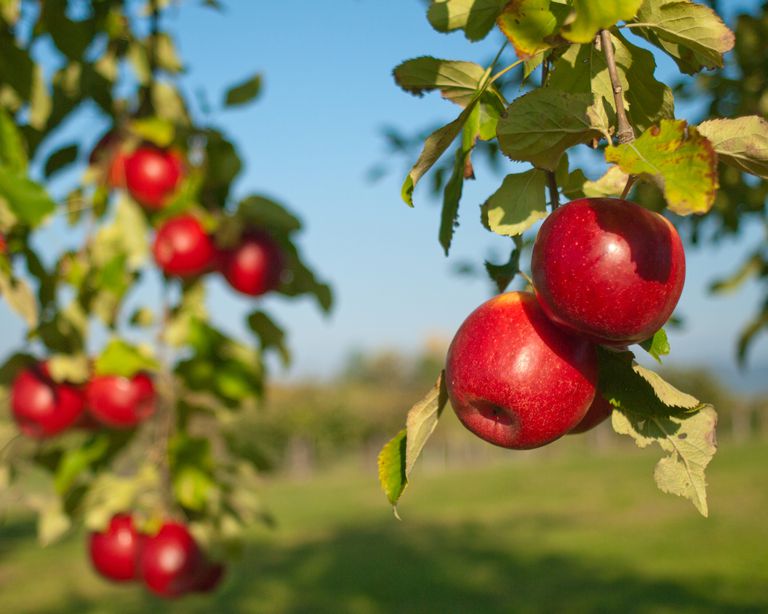 Grafted Red Apple Plant.