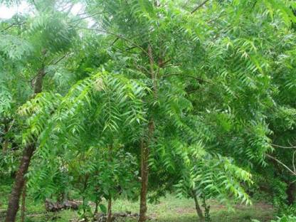 Neem Tree Sapling free shipping - Padmam Nursery