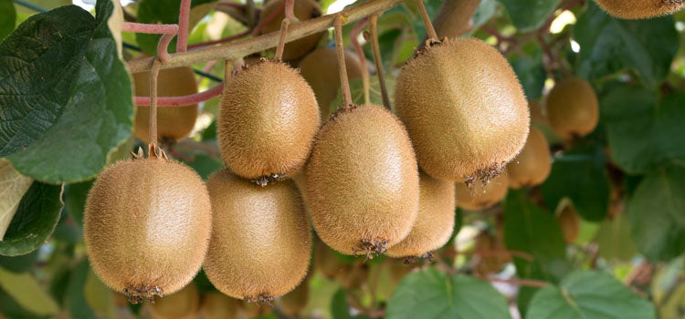 Grafted Kiwi Plant.