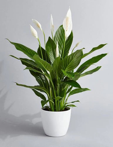 Indoor Flowering Elegance Pack