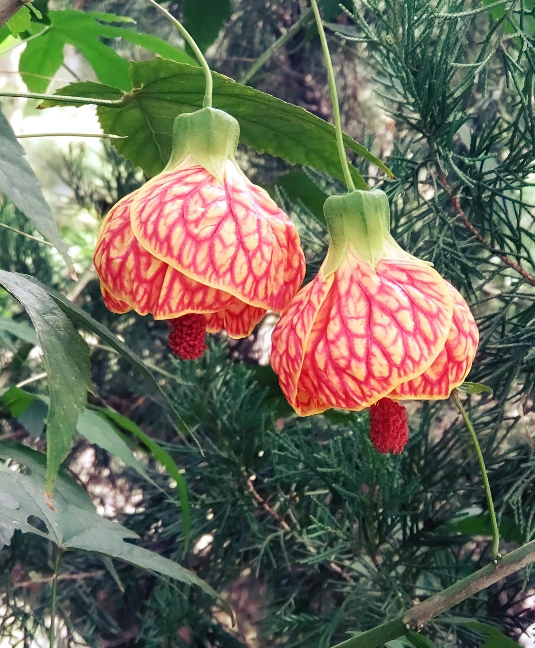 Chinese Latern Hibiscus Plant
