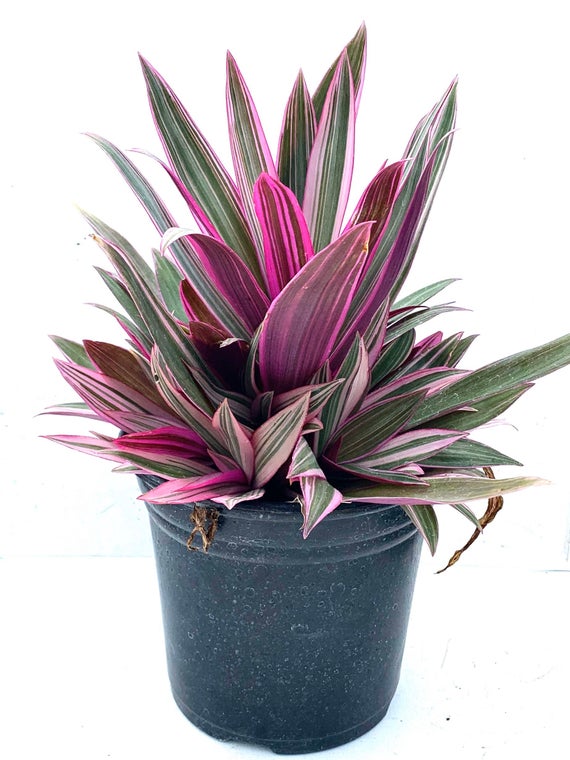 Rhoeo Plant.