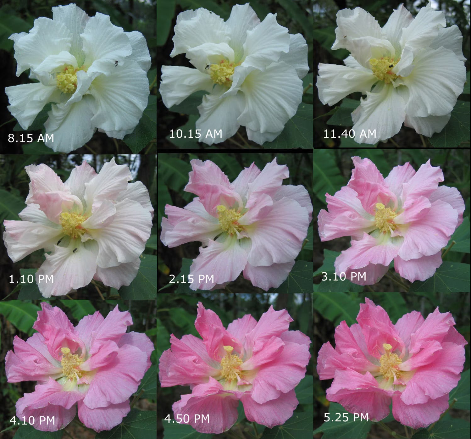 Colour Changing Rose (Hibiscus mutabilis) All Time Flowering Live Plant