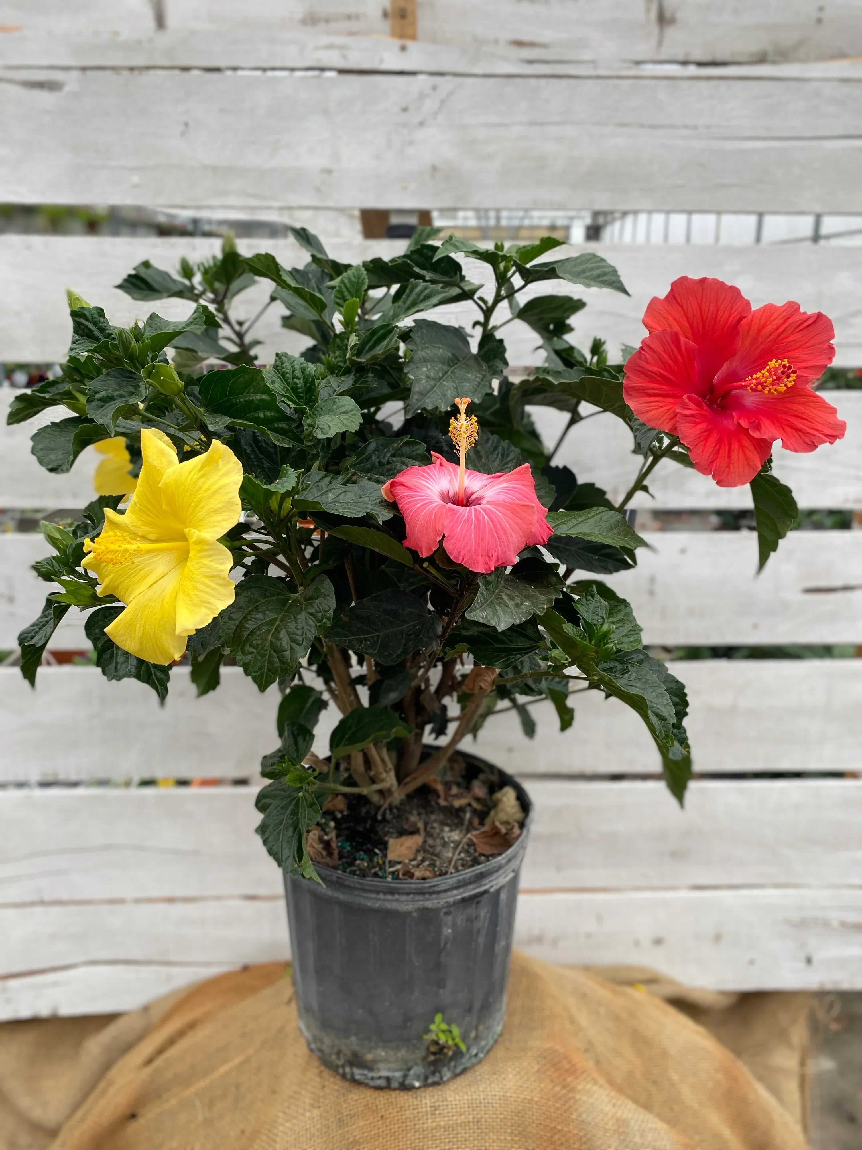 3 in 1 Hibiscus Flower Seed Balls - Just Throw & Grow