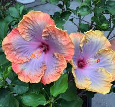 Open image in slideshow, Color Changing Hibiscus Plant
