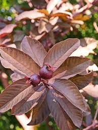 Grafted Thailand Red Guava Fruit Plant.