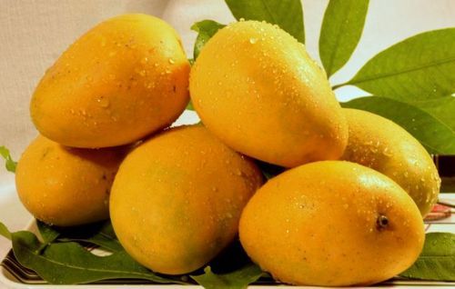 Grafted Imam Pasand Mango Plant.