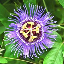Passionate flower - Krishna Kamalam Plant.
