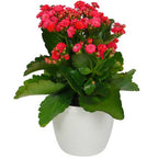 Indoor Flowering Elegance Pack