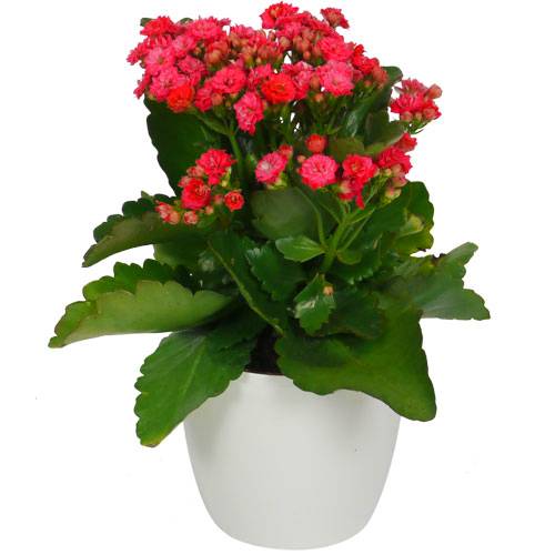Indoor Flowering Elegance Pack