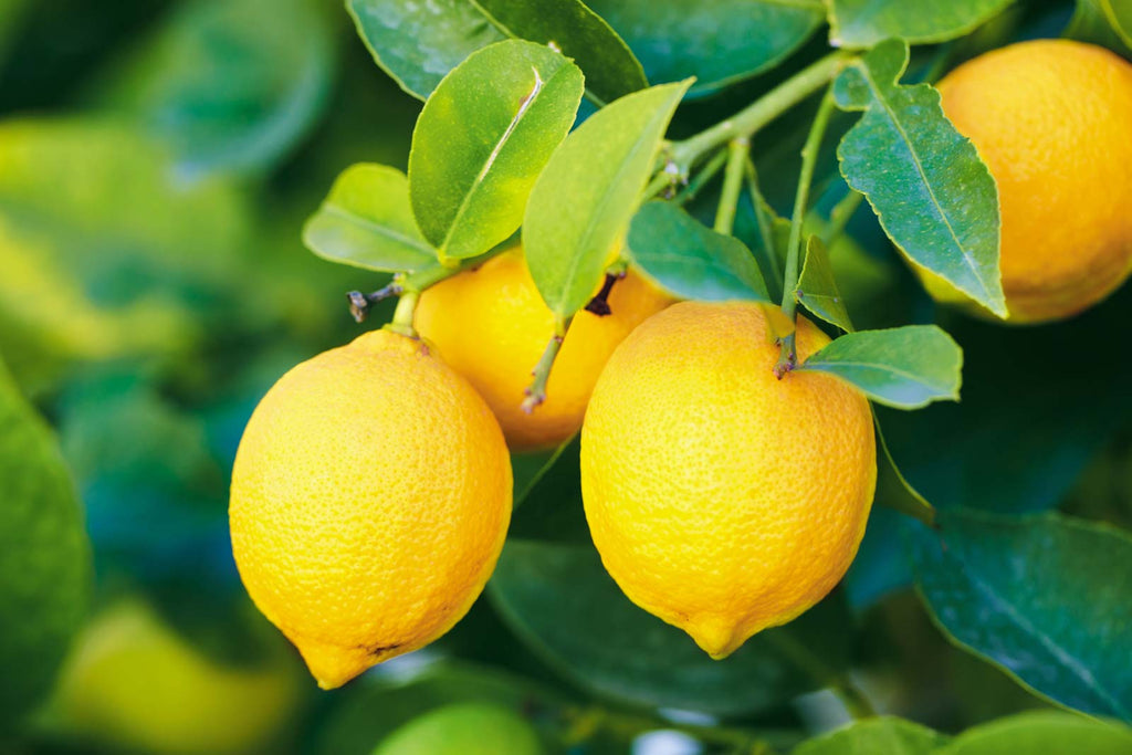 Grafted Juice Lemon Fruit Plant.