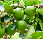 Grafted Table Lemon Fruit Plant.