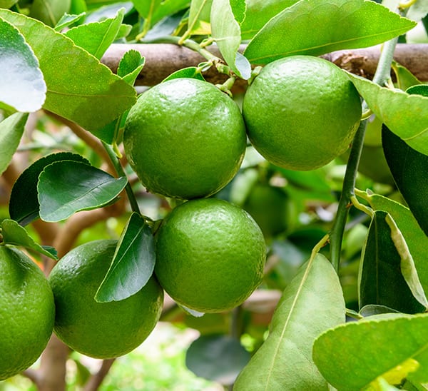 Grafted Table Lemon Fruit Plant.