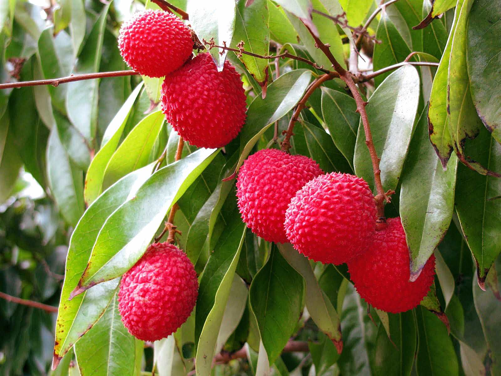 Grafted Lychee Fruit Plant.