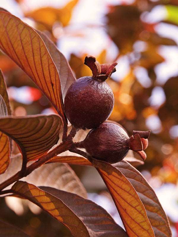 Grafted Thailand Red Guava Fruit Plant.