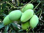 Grafted Mallika Mango Plant.