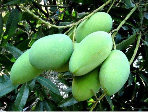 Grafted Mallika Mango Plant.