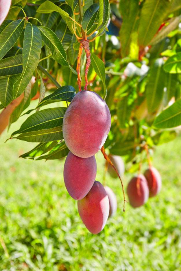 Grafted Sindhu Mango Plant.