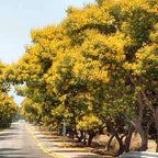 Peela Gulmohar Tree Sapling.