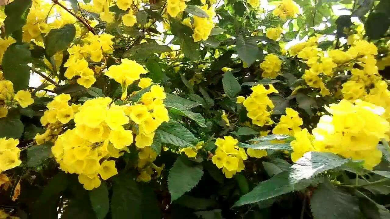 Golden Oleander Plant.