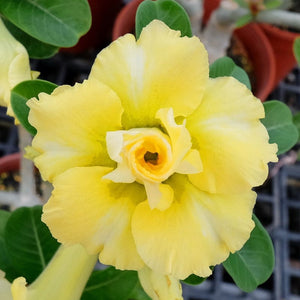 Open image in slideshow, Adenium Plant.
