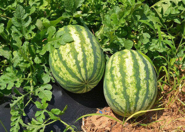 Water Melon Vegetable Seed Balls.