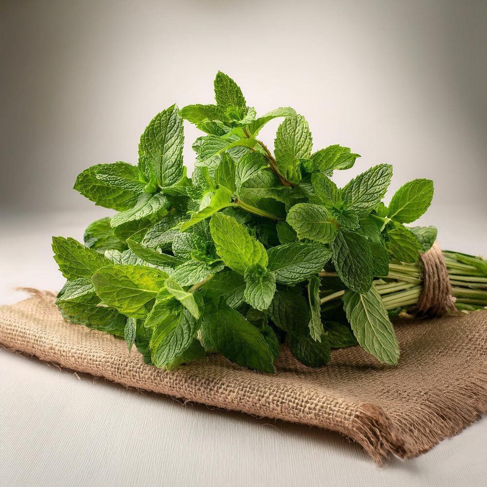 Mint Leaves - Mint Seed Balls - Just Throw & Grow