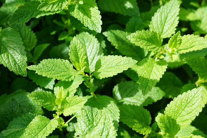 Mint - Pudina Plant.