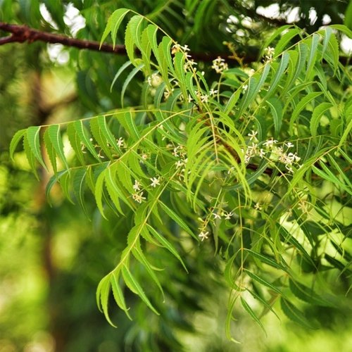 Neem Tree Sapling free shipping - Padmam Nursery