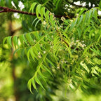 Neem Tree Sapling.