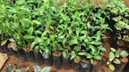 Andrographis paniculata - Nilavembu - Siriyanangai Plant.