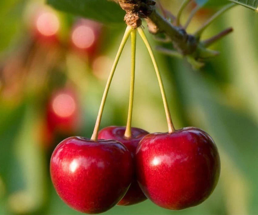 Grafted Cherry Fruit Plant.
