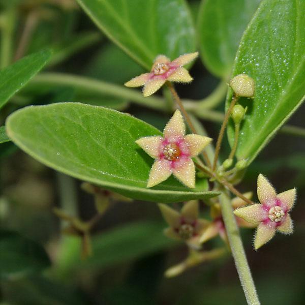 Tylophora Indica - Dambel, Dumvel Plant.