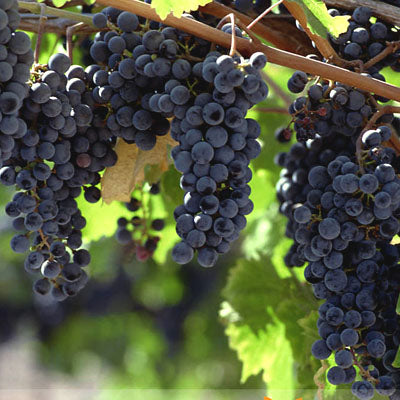 Grafted Black Paneer Grapes Fruit Plant.
